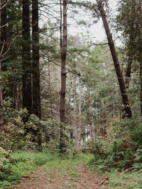 Just 54 days until I am back here 💫

The Northern Star Retreat only has a few spots left and my heart is so full. We are finalizing design details, picking out linens and decor, making edits to the timeline, chatting with our vendors, and just making sure everything is ready to go this October.

Can’t wait!!!!

Property @driftwoodlodge_jenner
Co-Host @laurenrodriquezphoto 
@karahoughtonfilms 
@sydniesawyerphoto